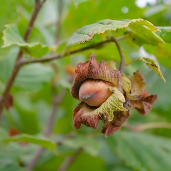 La Storia delle Nocciole Romane: Dalle Origini ai Giorni Nostri